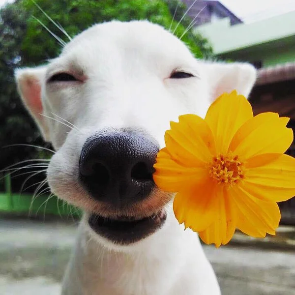 Cachorro sorridente da Tailândia encanta internautas