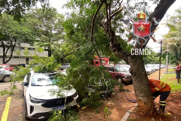 Corte emergencial de árvores 404 Norte