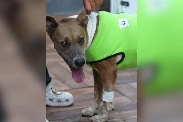 Imagem colorida de cadela se recuperando de cirurgia. Metrópoles