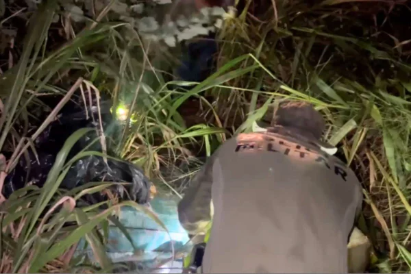 Foto colorida de policial encontrando pacotes de maconha no meio da mata - Metrópoles