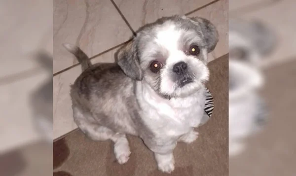 Dono pede ajuda para encontrar cão Shitzu desaparecido em Samambaia