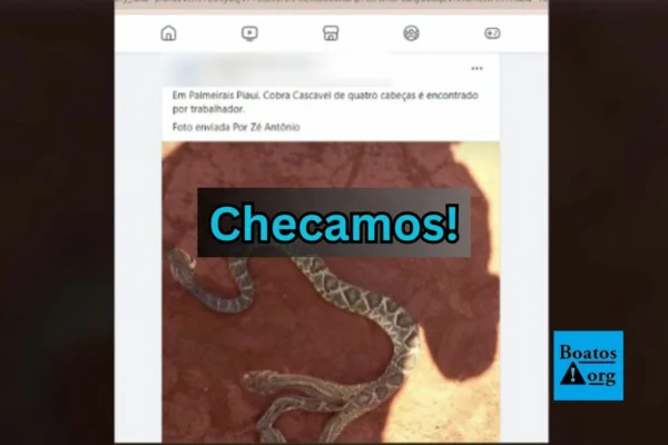 Print das redes sociais da cobra com 4 cabeças - Metrópoles