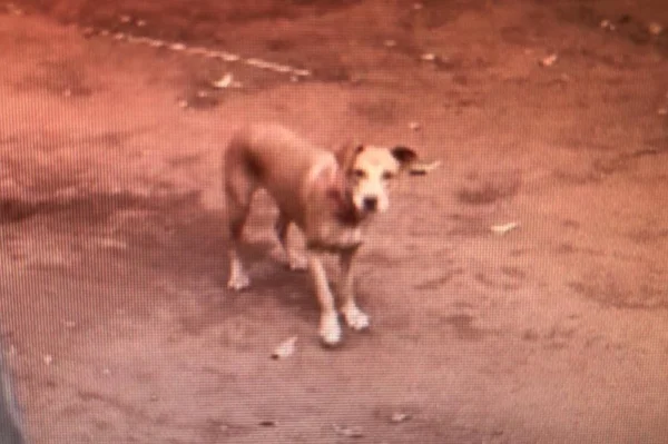 Cachorro