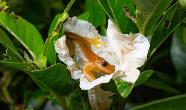 Na foto, uma espécie de perereca dentro de uma flor - Metrópoles