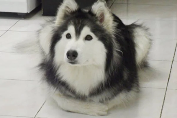 Fotos fofas do cachorro criado com gatos que age como um felino