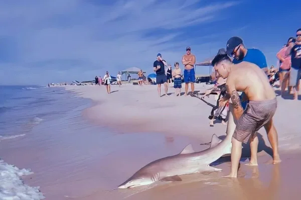tubarão em praia de nova york