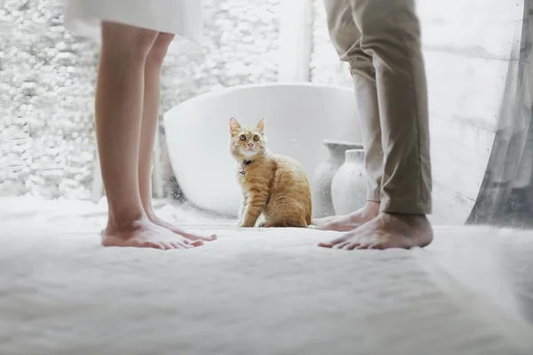 Encontro cat-friendly