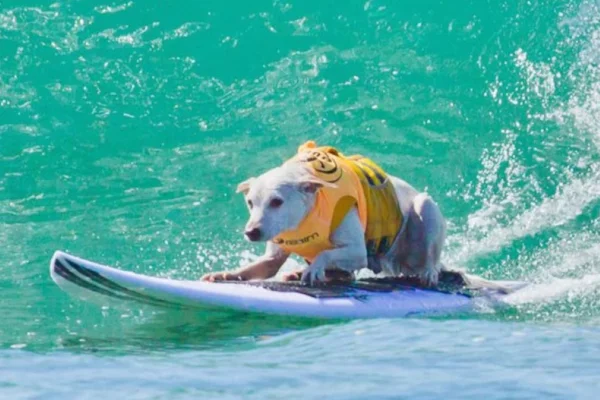 Cachorra campea de surf - Metrópoles