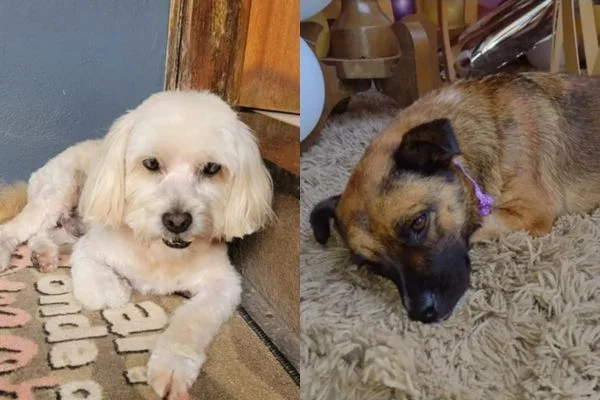 Imagem colorida mostra dois cachorros, Bob, um poodle branco, e Mel, uma vira-lata caramelo - Metrópoles