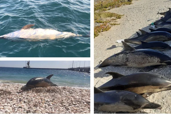 Imagem colorida mostra golfinhos encalhados na Argentina - Metrópoles