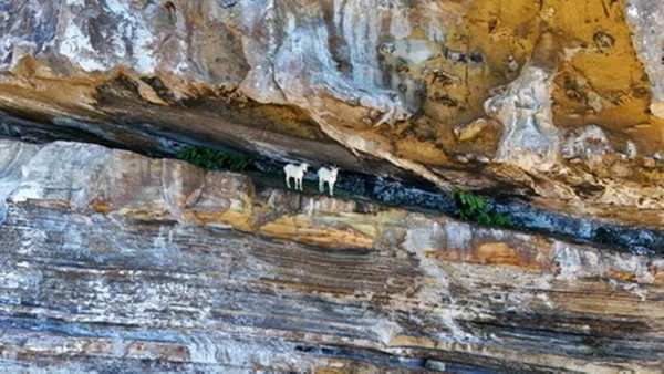Cabras de Santa Bárbara
