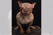 A pet tem 2 anos