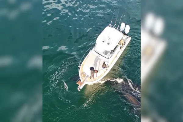 Baleia atropleada por barco em SC