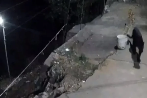 Leopardo ataca cachorro na Índia