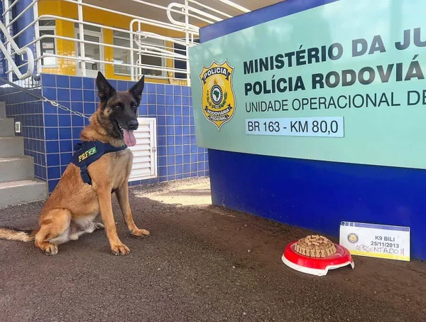 Vídeo: cachorro da PRF celebra aposentadoria com bolo e banho de rio
