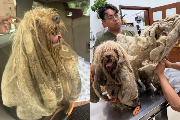 Montagem de duas imagens coloridas de cachorro com pelo em excesso