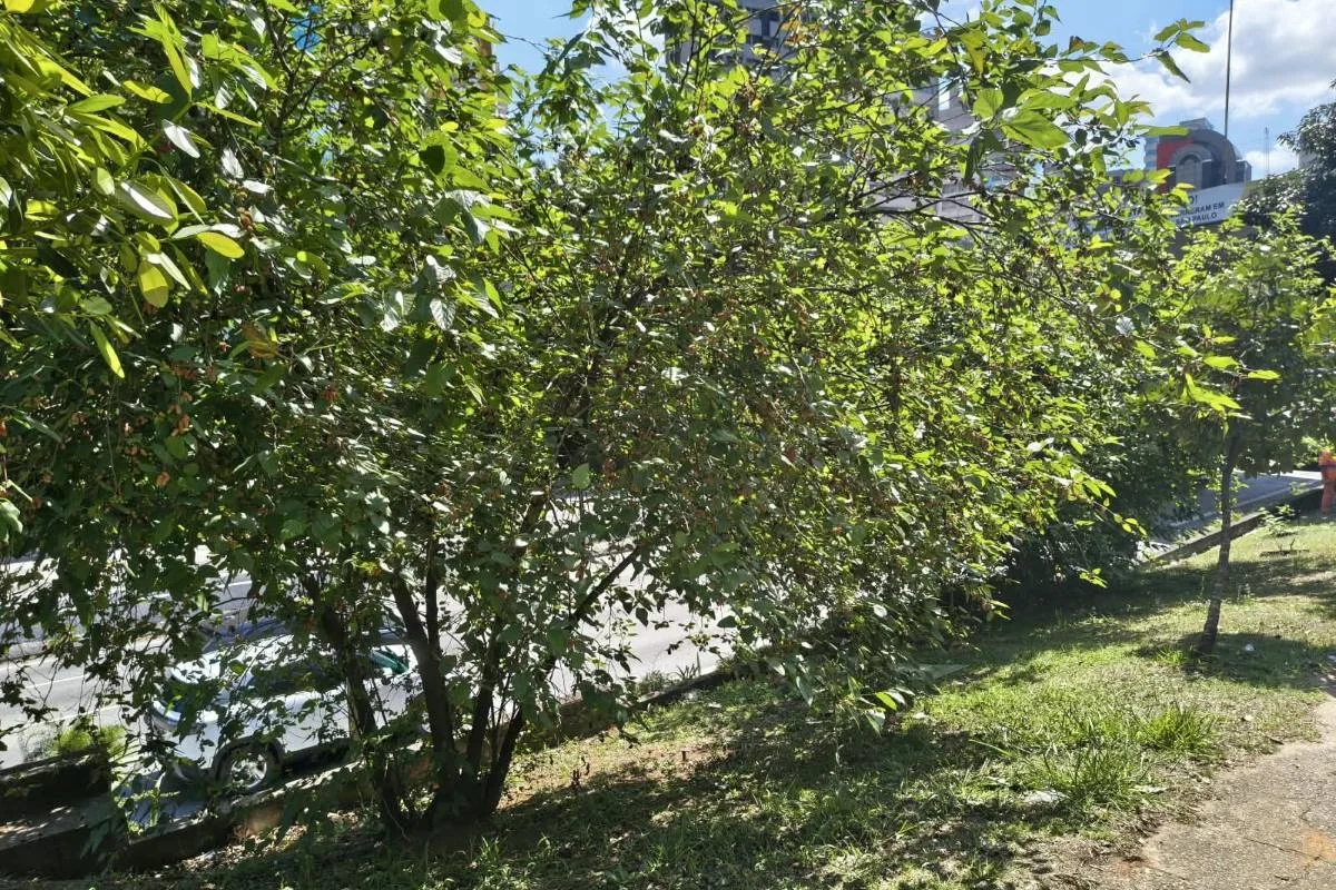 Amoreiras perto da Avenida 23 de Maio, em São Paulo Amoreiras perto da Avenida 23 de Maio, em São Paulo