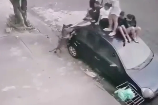 Ataque de pit-bull aconteceu nesse domingo (15/6) em Jaboticabal, no interior de São Paulo. Uma jovem foi mordida - Metrópoles