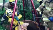 Bombeiros usaram cordas e um sistema de roldanas para içar o animal