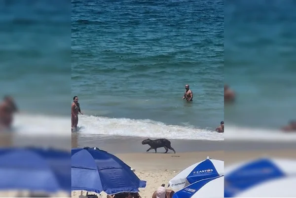 Capivara