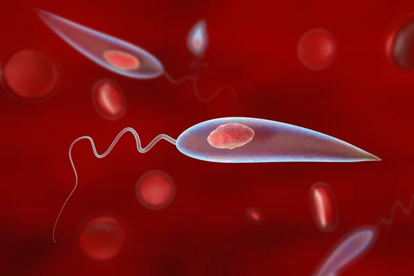 Parasitas Leishmania, ilustração computadorizada. Cada protozoário possui um longo flagelo (estrutura em forma de fio) que é usado para locomoção. Os protozoários Leishmania são os causadores da leishmaniose, uma doença tropical transmitida pela picada de flebotomíneos infectados. Existem duas formas da doença. A leishmaniose cutânea afeta a pele e as membranas mucosas, dando origem a uma úlcera no local da picada do flebotomíneo. A cura ocorre principalmente de forma natural, embora possam ocorrer cicatrizes. O calazar, mais grave, causa febre e danos ao fígado, podendo ser fatal. O tratamento é feito com medicamentos antiprotozoários.