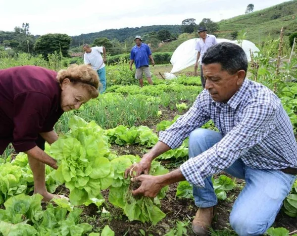 CNA prevê alta de 3% no PIB da agropecuária em 2020