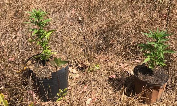 Policiais localizam plantação de maconha na Floresta Nacional