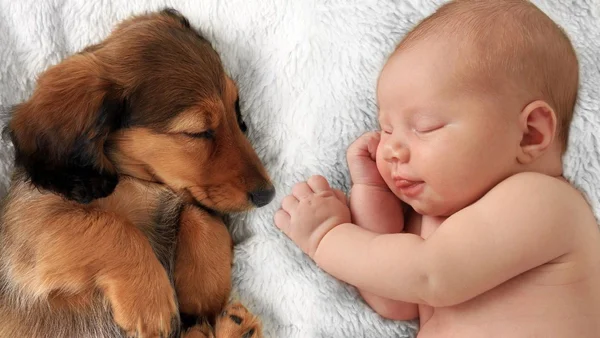 Cachorro e bebê dormindo juntos