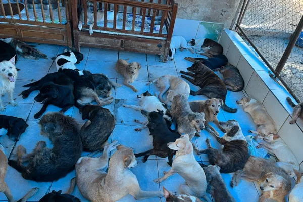 Foto colorida de cães em casa cheia de cachorros
