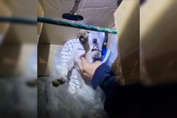 Homem que arremessou cachorro contra portão no Lago Sul é preso