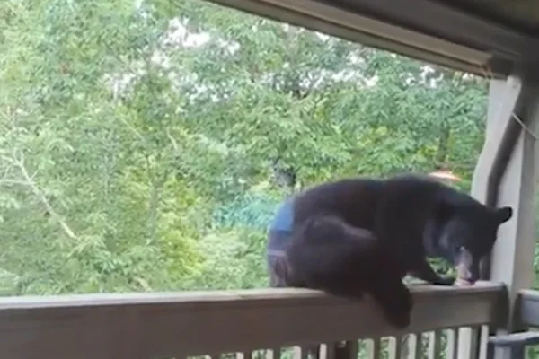 Vídeo: mulher usa “voz de professora” para afastar urso de casa