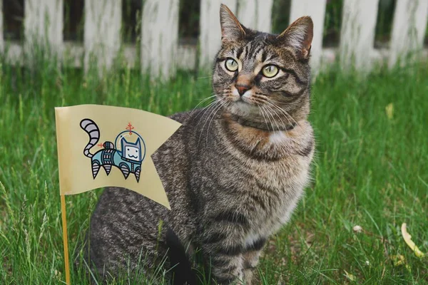 Mesmo independentes, os gatos também precisam de cuidado