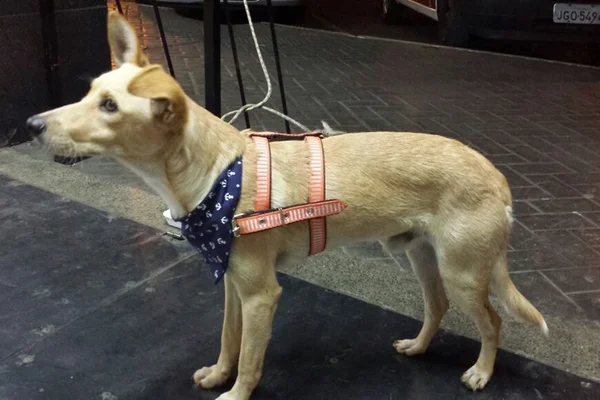 Cachorro perdido em frente a mercado mobiliza moradores do Sudoeste