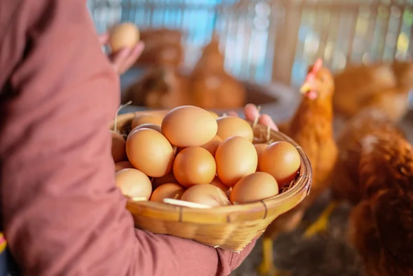 Imagem colorida: pessoa segurando cesta com ovos de galinha - Metrópoles