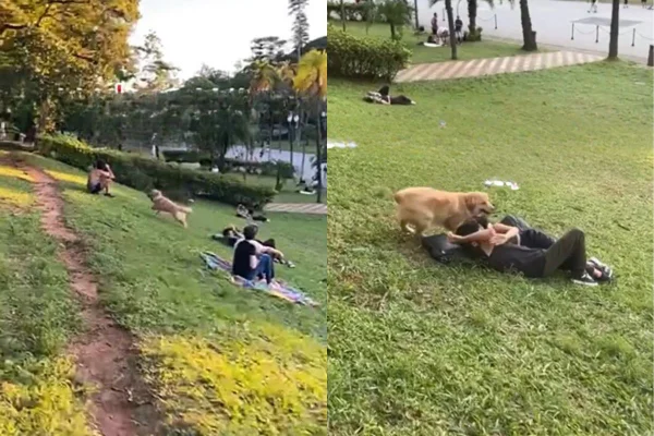 Foto colorida de uma cachorro brincando no parque - Metrópoles