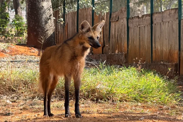 Lobo-guará do Zoo do DF é transferida para programa de conservação em SP - destaque galeria Lobo-guará do Zoo do DF é transferida para programa de conservação em SP - destaque galeria