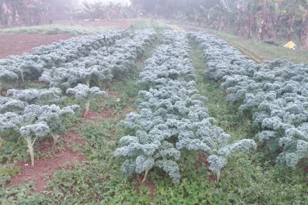 Vídeo: plantação de alface congela após -1,7ºC na zona sul de SP