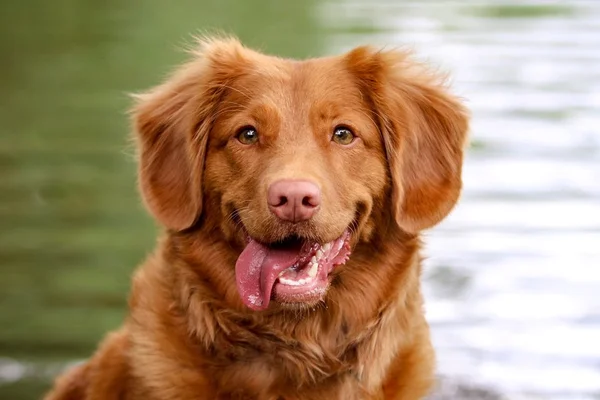 Agosto Verde: campanha alerta para a leishmaniose visceral canina