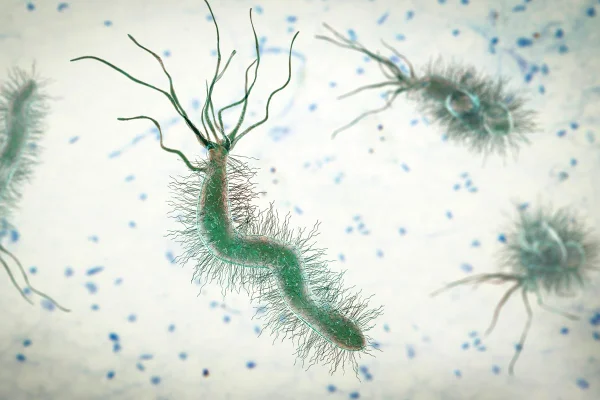 Bactéria Helicobacter pylori, ilustração computadorizada. H. pylori. Metrópoles
