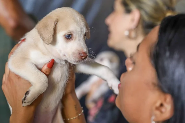 Identidade pet: DF inicia cadastro de identificação de cães e gatos
