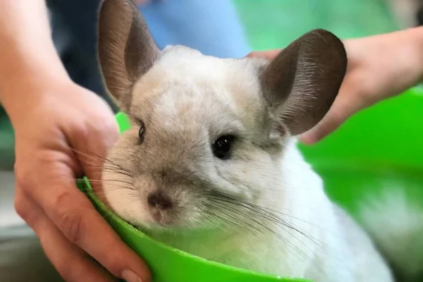 Chinchila: pet ideal para quem tem a rotina corrida durante o dia