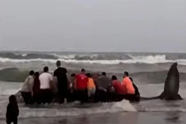 Vídeo: moradores se unem para salvar baleia encalhada em SC