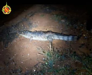 Vídeo: jacaré é capturado no Alvorada e solto no Lago Paranoá