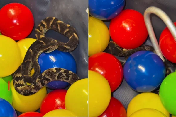 Imagem colorida mostra cobra jararaca em piscina de bolinhas. Metrópoles