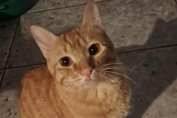 Gato - Metrópoles