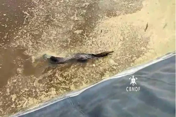 Vídeo. Tamanduá-bandeira quase se afoga, mas é resgatado por bombeiros