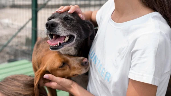 Mulher brincado com cachorros