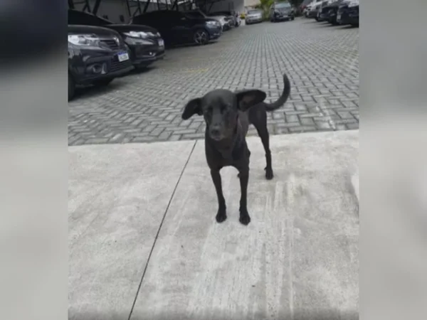 Cachorro vira mascote em delegacia após acompanhar dono durante prisão