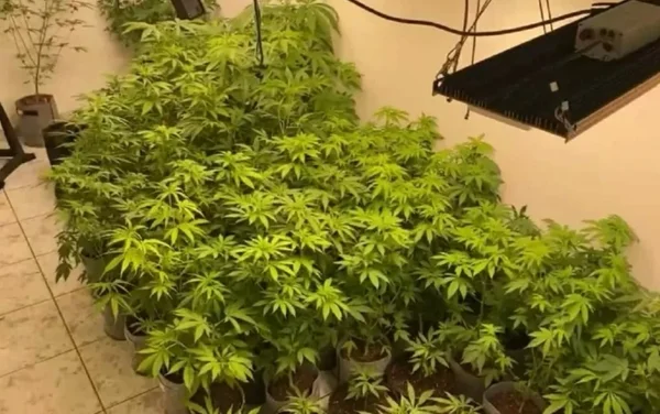 Imagem colorida mostra pés de maconha apreendidos pela Polícia Militar em São Paulo - Metrópoles