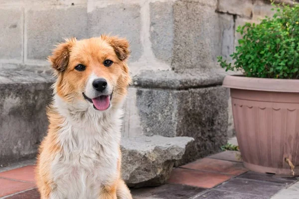 Será que os cães conseguem reconhecer seus nomes?